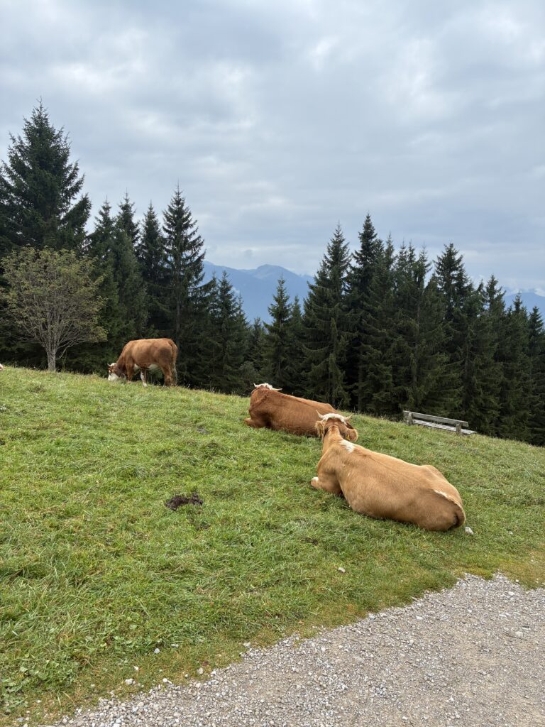 DL/MF-033, Gindelalmschneid - 1335m